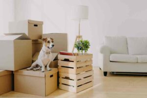 Professional Pet Relocation Services for Stress-Free Pet Travel